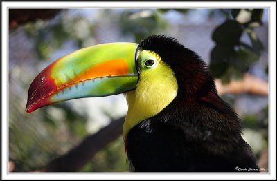 Rainbow-Billed Toucan - Ramphastos sulfratus!