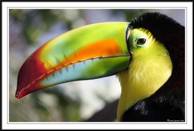 Rainbow beak of  the Rainbow-Billed Toucan - Ramphastos sulfratus!