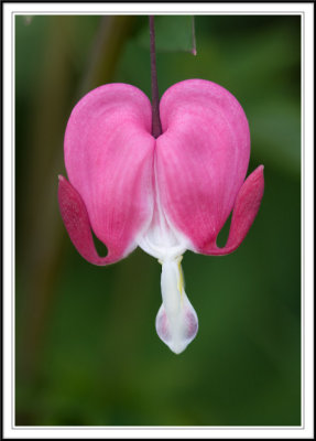 Bleeding heart bloom!