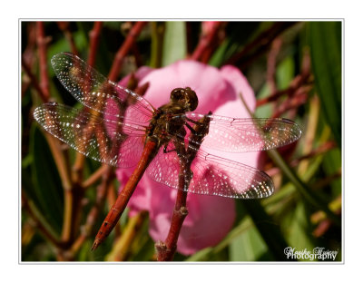 Dragonfly