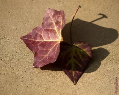 1 - Autumn Leaf
