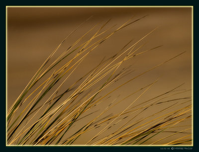 February 12th: Marram in the wind