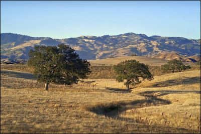 Oak Trees #1B.jpg