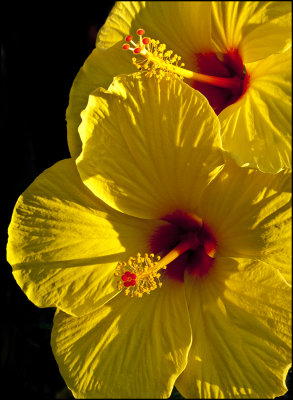 Yellow Hibiscus