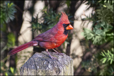 Male Cardinal