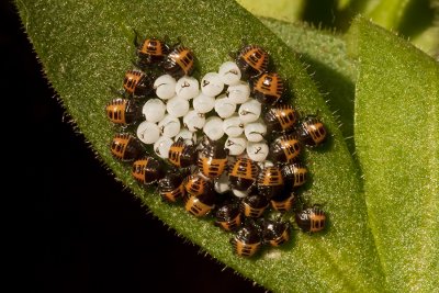 Brown Marmorated Stink Bug 1st instar