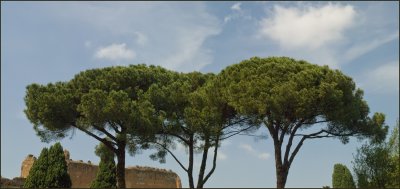 Baths of Caracalla Trees