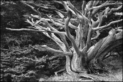 Dead Cypress-Point Lobos Ca.