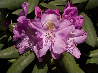 Rhododendron Flower-1
