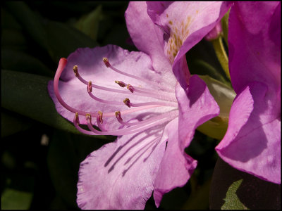 Rhododendron Flower Close-up