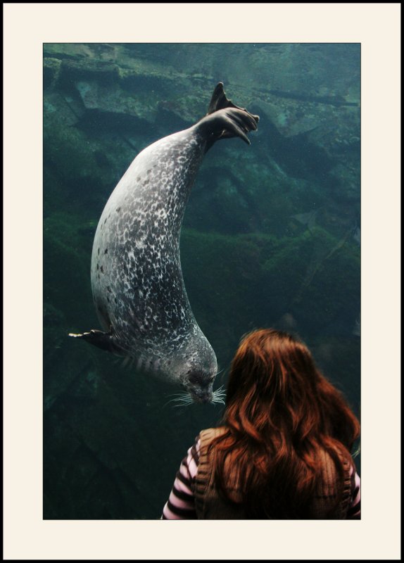 OcéanopolisLe phoque joueur (3)