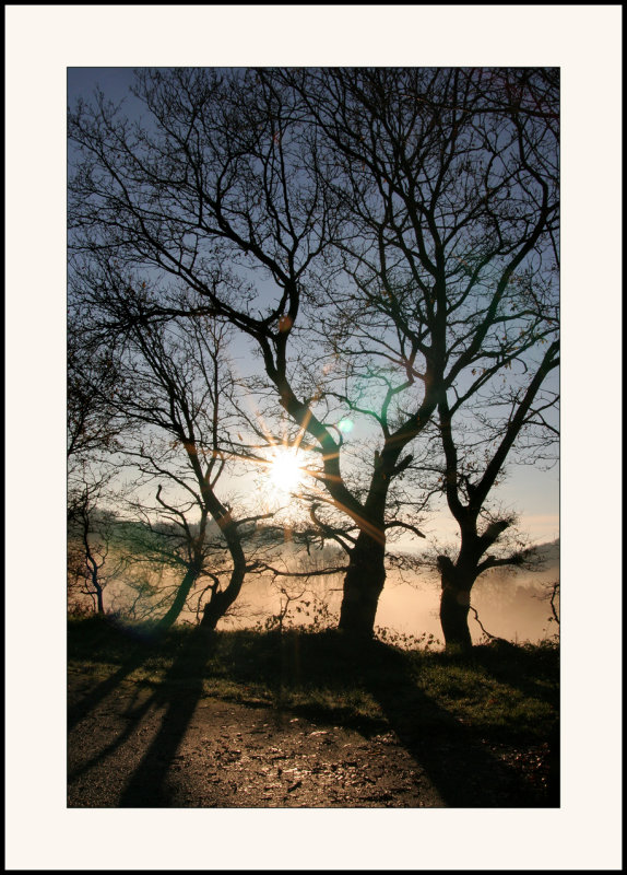 Arbres bretons