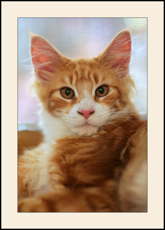 Jeune maine coon