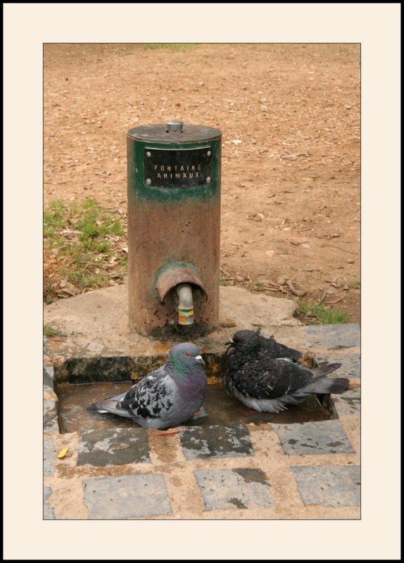 Nouvelle fable de la Fontaine Les pigeons lettrs