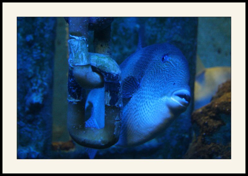 Saint-Malo</br>Aquarium</br>