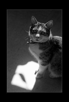 A qui est  ce chat ?