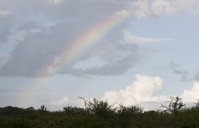Rainbow over Sabi Sand