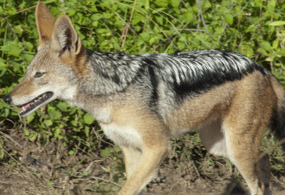 Silver Coat Jackal