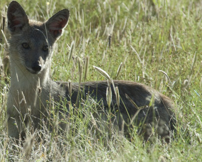 Silver Coat Jackal