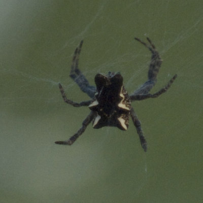 Tropical Tent Spider