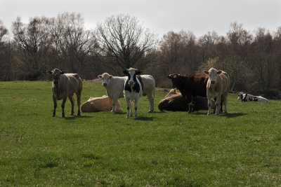 Cows on parade