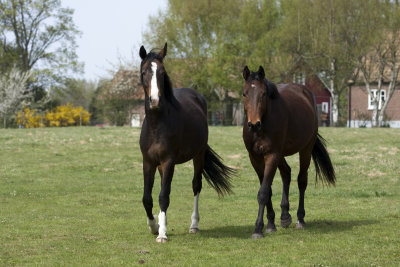 Horses