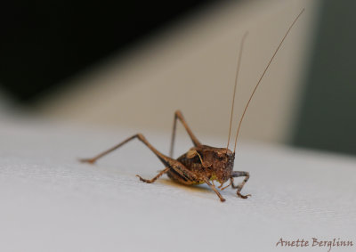 Dark Bush-cricket / Pholidoptera griseoaptera / Buskvrtbitare