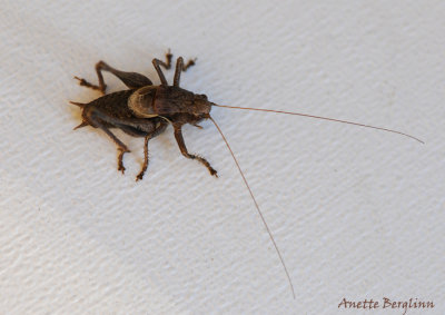 Dark Bush-cricket / Pholidoptera griseoaptera / Buskvrtbitare