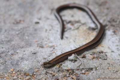 Slow worm / Anguis fragilis / Koppardla