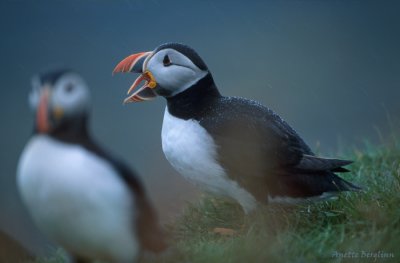 Puffin / Fratercula arctica / Lunnefågel