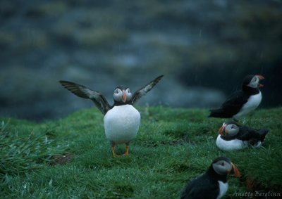 Puffin / Fratercula arctica / Lunnefågel