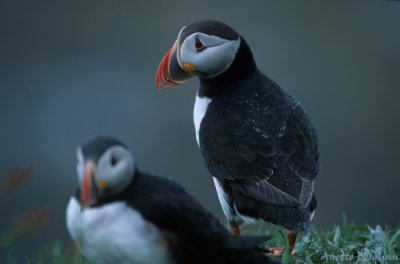 Puffin / Fratercula arctica / Lunnefågel