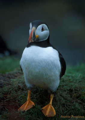 Puffin / Fratercula arctica / Lunnefågel