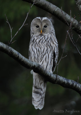 Ural Owl / Strix uralensis / Slaguggla