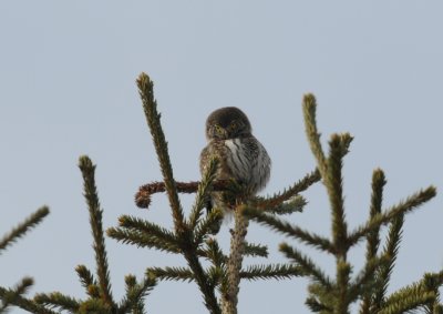 Eurasian Pygmy Owl / Glaucidium passerinum / Sparvuggla