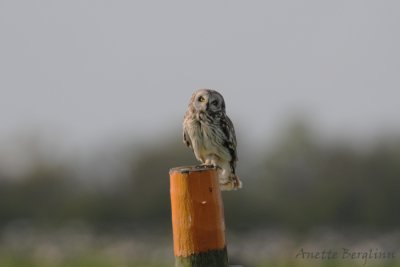 Short-eared Owl / Asio flammeus / Jorduggla
