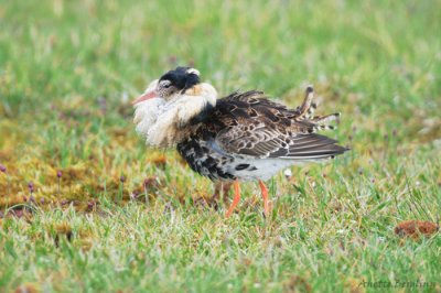 Ruff / Philomachus pugnax / Brushane