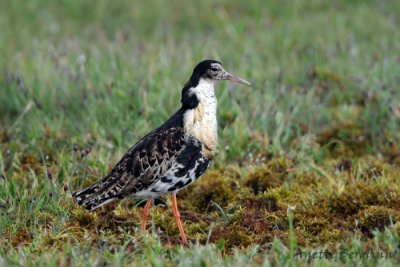 Ruff / Philomachus pugnax / Brushane