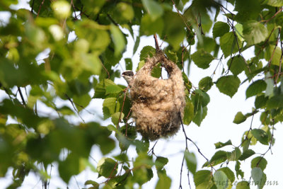 Penduline Tit / Remiz pendulinus / Pungmes