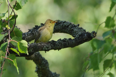 Melodious Warbler / Hippolais polyglotta / Polyglottsångare