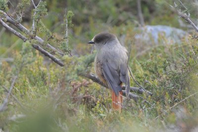 Siberian Jay / Perisoreus infaustus / Lavskrika