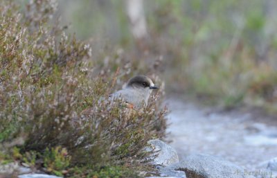 Siberian Jay / Perisoreus infaustus / Lavskrika