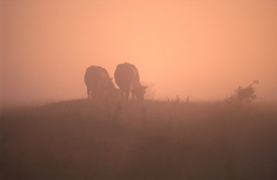 g1/43/757943/3/115589289.2LZ57TnG.jpg