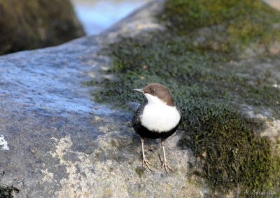 White-throated Dipper / Cinclus cinclus / Strömstare