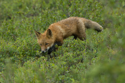 Fox Kitt