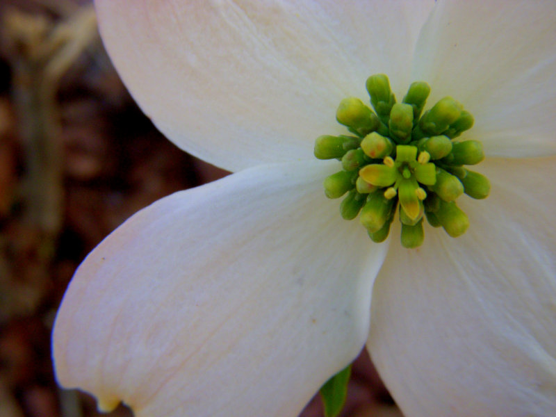 Dogwood