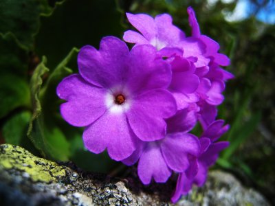 primevère du Piémont ?Primula pedemontana