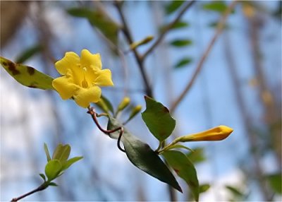Yellow Jasmine.jpg