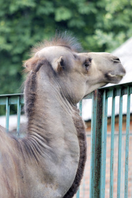 Kharkov Zoo. Camels