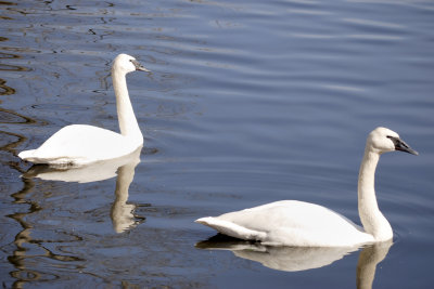 Swans